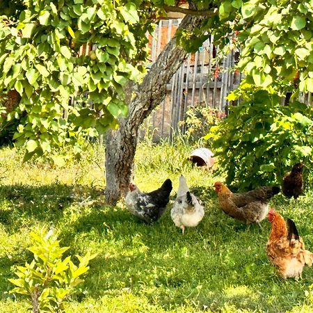 Eco House Summer Garden Kaji-Say 外观 照片
