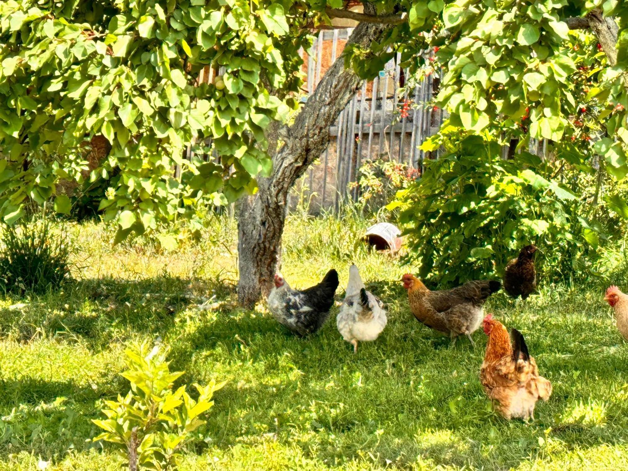 Eco House Summer Garden Kaji-Say 外观 照片