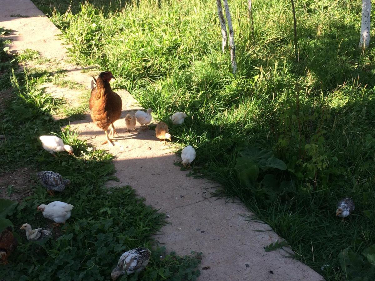 Eco House Summer Garden Kaji-Say 外观 照片